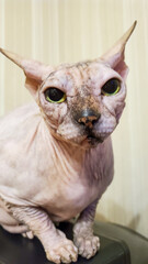 Beautiful bald cat of the Canadian Sphinx breed. a naked cat. Close-up