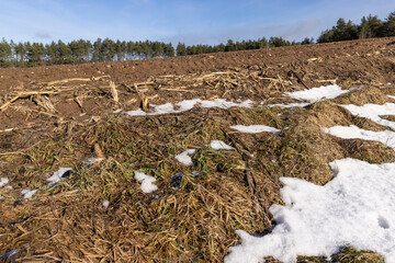 the remains of dry plants left after the corn harvest