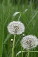Dandelion on a green background