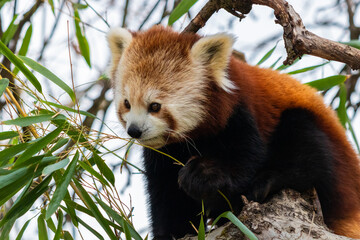 roter Panda isst Bambus