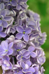 Lilac purple decorative garden flowers