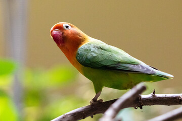 farbiger Papagei auf Ast