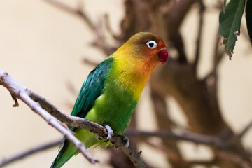 Fototapeta na wymiar farbiger Papagei auf Ast