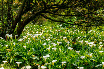 close up, spring, calla lily park, white calla lily, calla lily, flowers