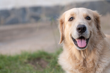 Portrait of a smiling golden retriever dog close up