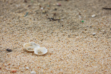 I enjoy the view of seashells on the sand of a beautiful beach.