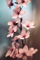 Kwiaty Wiśni japońskiej - obrazy, fototapety, plakaty