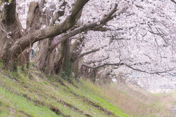 美しい桜並木