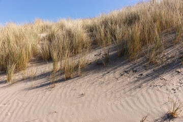 Fototapeta na wymiar Sand dunes on the North Sea coast