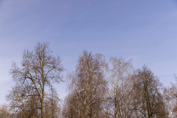 Branches of deciduous trees in the park in spring sunny weather