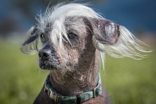 Spezieller Hund