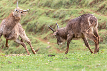 Male waterbuck fighting. Kobus ellipsiprymnus. Cabárceno Nature Park, Cantabria, Spain.