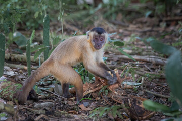 This kind of ape is very rare in Brazil.