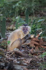 This kind of ape is very rare in Brazil.