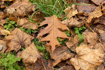 Dull orange foliage on trees in autumn cloudy weather