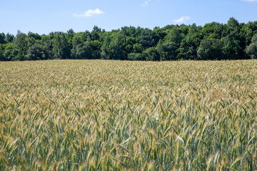 unripe green cereals in a field