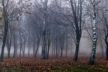 Fototapeta na wymiar Trees in the park at the end of autumn in cloudy dreary weather
