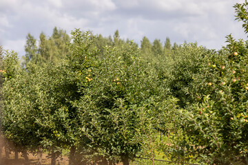 Apple orchard with a mature harvest of green apples
