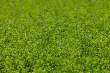 Green grass growing in the field in the summer