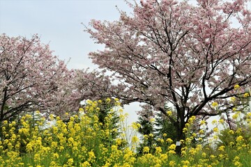満開の桜の花　思川桜　春の風景