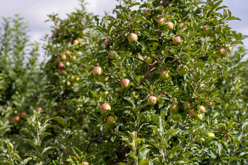Apple orchard with an unripe harvest of green apples