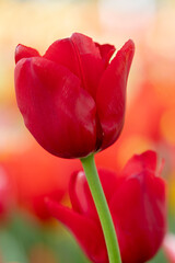 Tulipe rouge