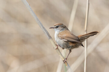 Cetti's warbler (Cettia cetti) is a small, brown bush-warbler.