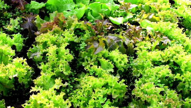 pick lettuce, cultivation in a greenhouse, closeup with camera drive
