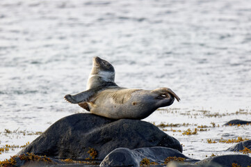 Young seal stretching, Ytri-Tunga, Snaefellsnes, Iceland