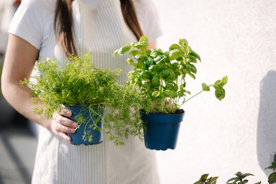 Middle selection of attractive young female creating garden at balcony. Woman hold pot with dill and basil.