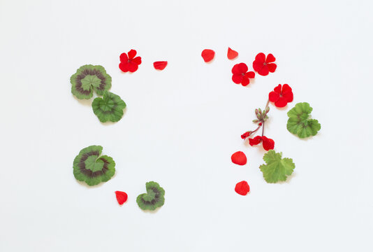 frame of red geranium on white background