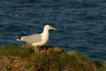 Fototapeta premium Seagull - crawton - Fowlsheugh bird reserve - Aberdeenshire - UK
