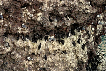 Crawton - Fowlsheugh bird reserve - Aberdeenshire - UK