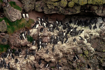 Crawton - Fowlsheugh bird reserve - Aberdeenshire - UK