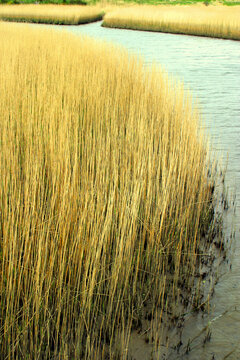 Reeds at Ythan estuary - Aberdeenshire - Scotland - UK