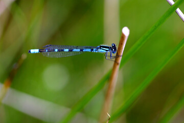 Dragonfly - close-up - Gap of Dunloe - County Kerry - Ireland