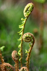 Young crosses of fern