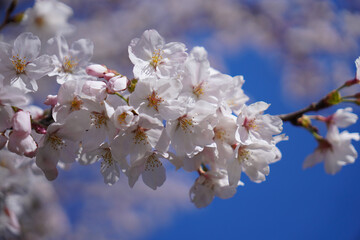 満開の桜