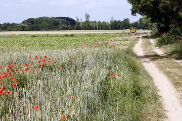 Hiking trail in the french countryside - wheat field with poppies - Loire valley - France