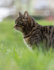 Katze