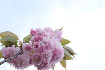 満開の八重桜の花束