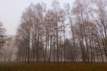 tree trunks without foliage in the autumn season