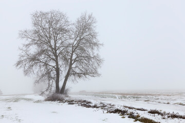 a lonely growing oak tree in the winter season