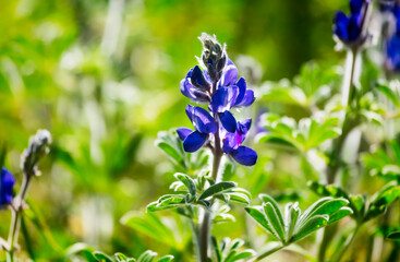 Blooming wild blue lupins Lupinus pilosus on bright sunny spring day on The Golan Heights in Israel. Spring in Israel. Species of flowering plant from the family Fabaceae which is endemic to Israel.