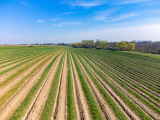 Fototapeta na wymiar Aeriel view on foeld with rows of green asparagus vegetables, organic farm in Europe