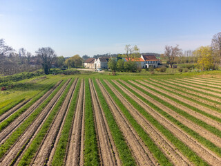 Fototapeta na wymiar Aeriel view on foeld with rows of green asparagus vegetables, organic farm in Europe