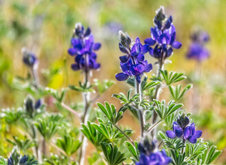 Blooming wild blue lupins Lupinus pilosus on bright sunny spring day on The Golan Heights in Israel. Spring in Israel. Species of flowering plant from the family Fabaceae which is endemic to Israel.