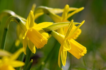  yellow daffodils - narcissus flowers