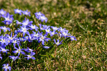 Wood squills (Scilla siberica)