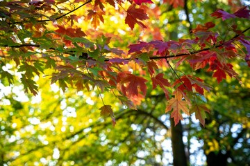 Closeup shot of orange red and green autumn leaves on tree branches